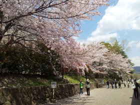 2017.04.13 - Rokkodai Sakura